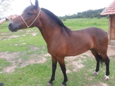 Cavalo é furtado na Zona Oeste