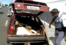 Bezerro transportado em carro     : homem é preso acusado de furto