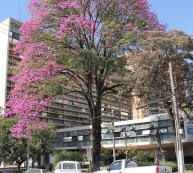 Coleta de lixo: novo horário           durante esta semana