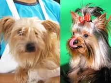 Cachorro vira-lata é pintado  para ser vendido como de raça