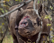 Homens são presos com 41 kg               de chifre de rinoceronte