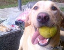 Desaparecido: cão farejador         da PM do Rio está desaparecido a 12 dias