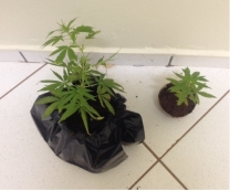 Jovem exibe pés de maconha      pelo celular e é preso