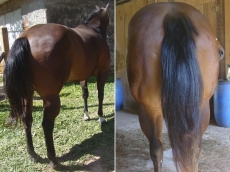 Veterinário investe R$ 3 mil     para aplique de megahair em égua