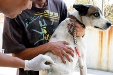 Vacinação contra raiva....