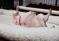 Cão vive 9 anos em gaiola        . Veja a reação ao ser solto