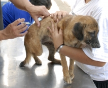 Vacinação antirrábica                  nos distritos acontece neste sábado