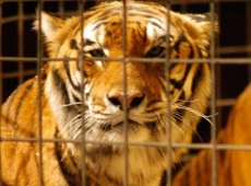 Tigre de circo mata menina                de oito anos na China