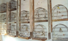 Multado em  R$ 52 mil                         dono de pássaros silvestres