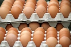 Jurado espanhol avalia ovos       produzidos em Bastos 