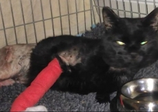 Gato sobrevive a tiros                         de chumbo