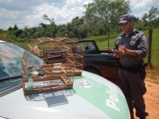 CRIME AMBIENTAl: flagrados                       com aves silvestres