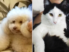 Animais somem: muito choro                    de crianças. Compartilhem!