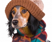 Roupa de cachorro: vaidade         humana ou necessidade?