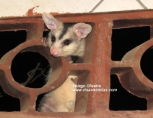Fim do Natal: Bombeiros capturam gambá
