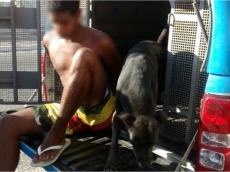 Cão vai para a delegacia       após dono ser preso por tráfico