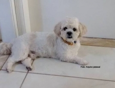 Você viu o Boris? dono procura por cão desaparecido