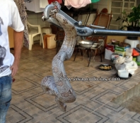 Bombeiros resgatam cobra em residência