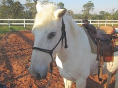 Furto de cavalos na Apae                       :equoterapia é cancelada