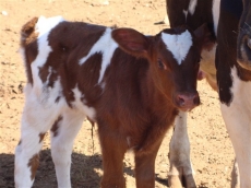 Bezerra é furtada em fazenda 