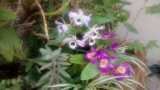 PRIMAVERA, seja bem vinda!