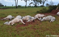 Raio mata animais                    em sítio na região