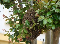 Abelhas: mulher morre                                       ataque. Filho permanece internado