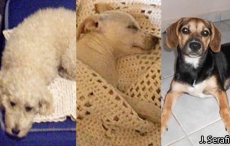 Família perde três cães mortos por envenenamento