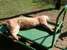 Onça é encontrada morta                   em rodovia 