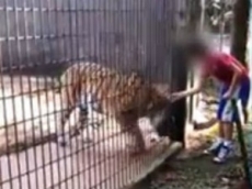 Menino atacado por tigre         recebe alta de hospital