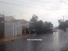 Vento forte derruba árvores        , mas chove pouco