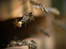 Abelhas invadem residência            na zona sul