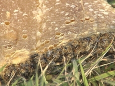 Morte de abelhas causa queda    na produção de mel