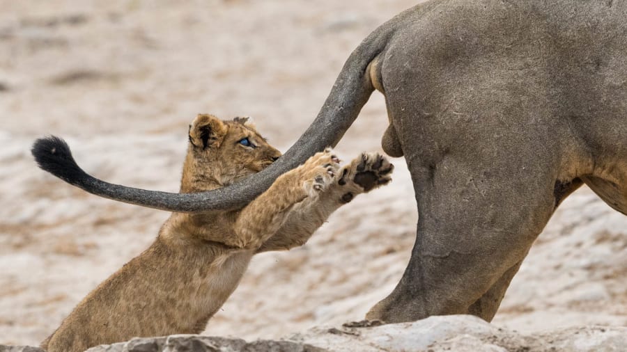 Concurso escolhe fotos de pet mais engraçadas do mundo